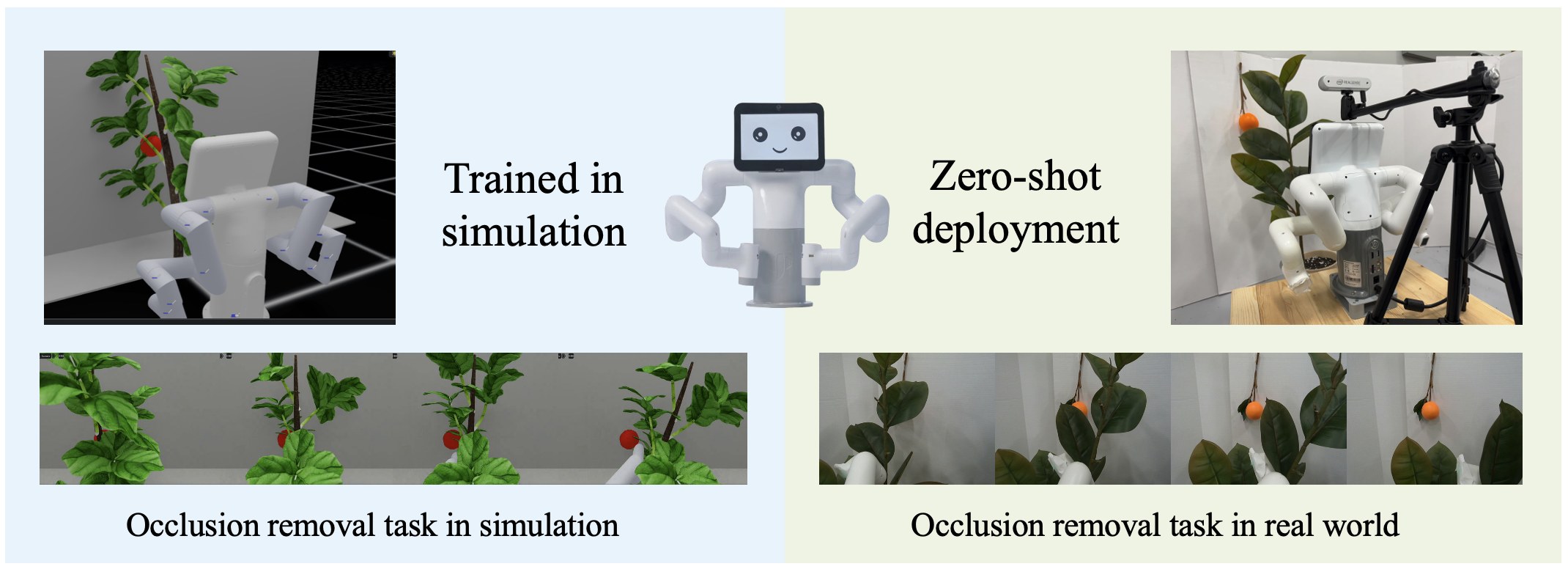 Trained in simulation on a generic deformable plant, deployed zero-shot on a real plant with the MyBuddy 280 robot; frame sequences of occlusion removal in simulation and the real world